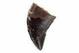 Serrated, Raptor (Acheroraptor) Tooth - Hell Creek Formation #204234-1